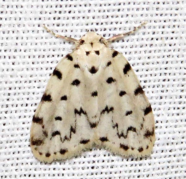 /filer/webapps/moths/media/images/C/caffra_Siccia_A_Braun_08.jpg