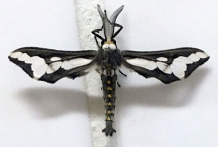 /filer/webapps/moths/media/images/C/caffra_Thyretes_AM_Jones.jpg