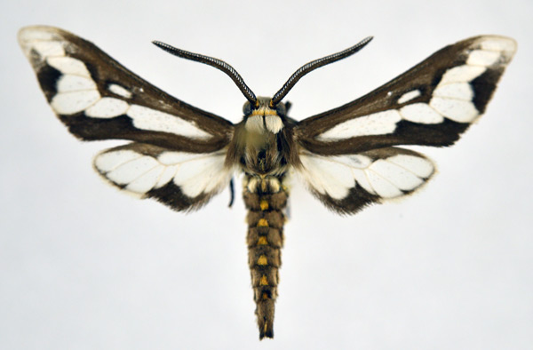 /filer/webapps/moths/media/images/C/caffra_Thyretes_AM_NHMO.jpg