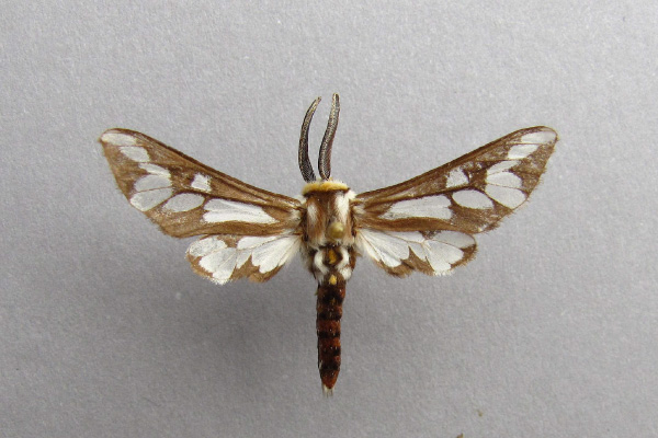 /filer/webapps/moths/media/images/C/caffra_Thyretes_A_Baron.jpg