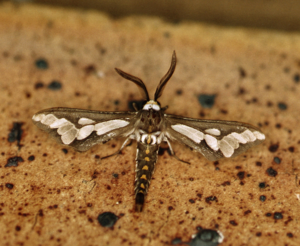 /filer/webapps/moths/media/images/C/caffra_Thyretes_A_Roland_12.jpg