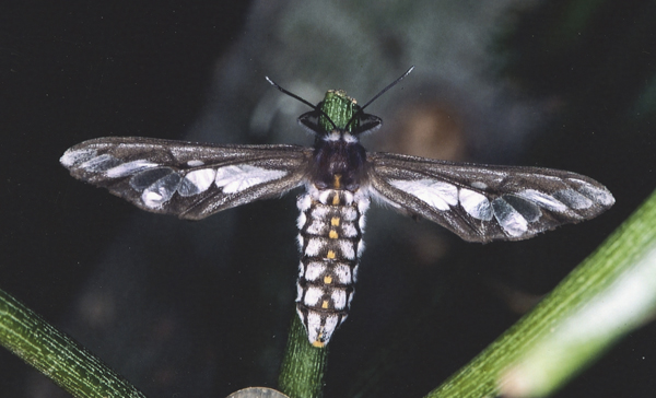 /filer/webapps/moths/media/images/C/caffra_Thyretes_F_Roland_05.jpg