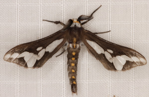 /filer/webapps/moths/media/images/C/caffra_Thyretes_M_Heyns_01.jpg