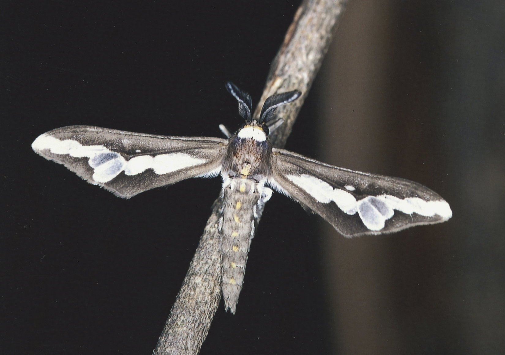 /filer/webapps/moths/media/images/C/caffra_Thyretes_M_Roland_06.jpg