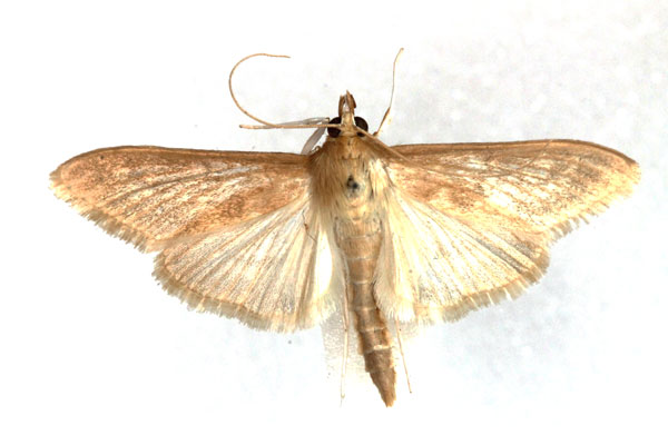 /filer/webapps/moths/media/images/C/caffralis_Crocidophora_AM_Agassiz.jpg