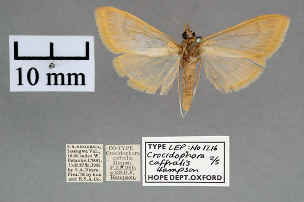 /filer/webapps/moths/media/images/C/caffralis_Crocidophora_PTF_OUMNH_01.jpg