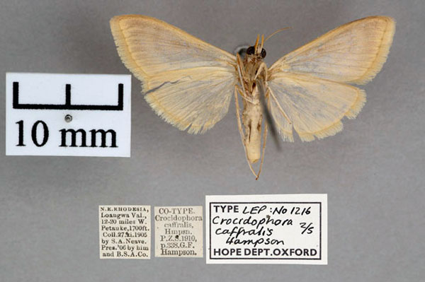 /filer/webapps/moths/media/images/C/caffralis_Crocidophora_PTF_OUMNH_02.jpg