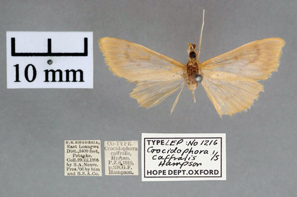 /filer/webapps/moths/media/images/C/caffralis_Crocidophora_PT_OUMNH_01.jpg