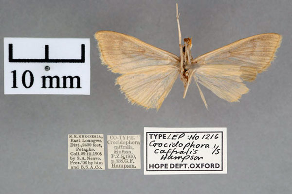 /filer/webapps/moths/media/images/C/caffralis_Crocidophora_PT_OUMNH_02.jpg