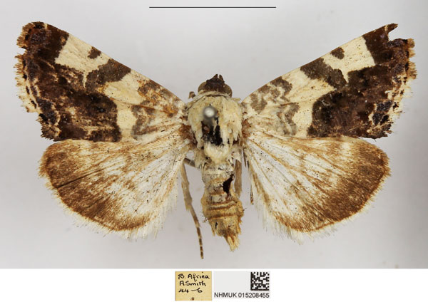/filer/webapps/moths/media/images/C/caffraria_Acontia_AF_NHMUK.jpg