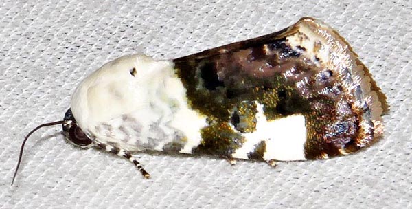 /filer/webapps/moths/media/images/C/caffraria_Acontia_A_Braun_04.jpg