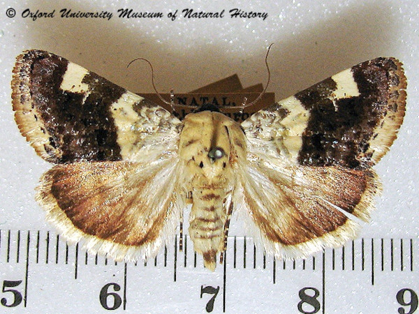 /filer/webapps/moths/media/images/C/caffraria_Acontia_A_OUMNH_01.jpg
