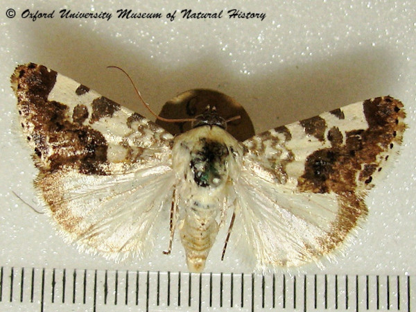 /filer/webapps/moths/media/images/C/caffraria_Acontia_A_OUMNH_02.jpg
