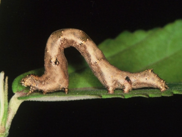 /filer/webapps/moths/media/images/C/caffraria_Acontia_C_Roland.jpg