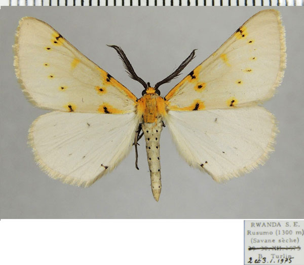 /filer/webapps/moths/media/images/C/caffraria_Nassinia_AM_ZSMa.jpg