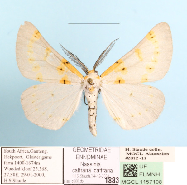 /filer/webapps/moths/media/images/C/caffraria_Nassinia_A_MGCLa_01.JPG