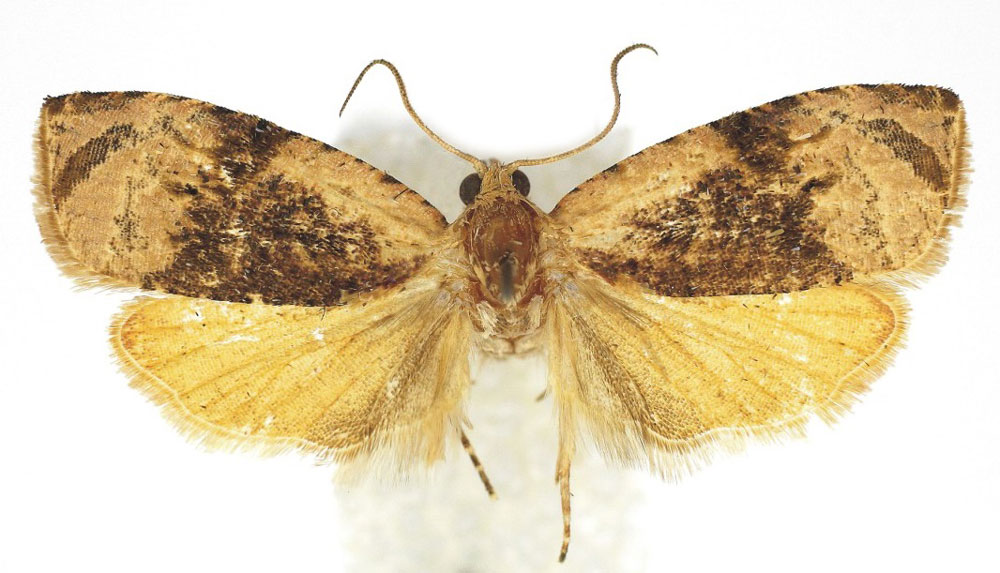 /filer/webapps/moths/media/images/C/caffreana_Zellereccopsis_AM_Bassi.jpg