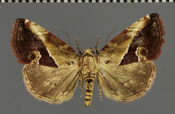 /filer/webapps/moths/media/images/C/caffristis_Lithacodia_AM_Fiebig.jpg