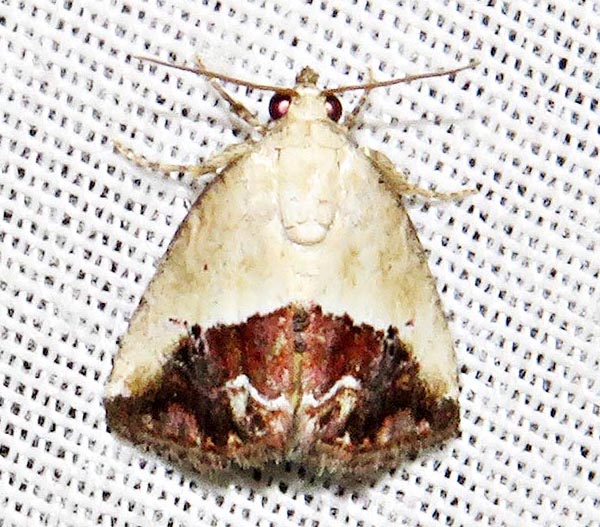 /filer/webapps/moths/media/images/C/caffristis_Maliattha_A_Braun_04.jpg