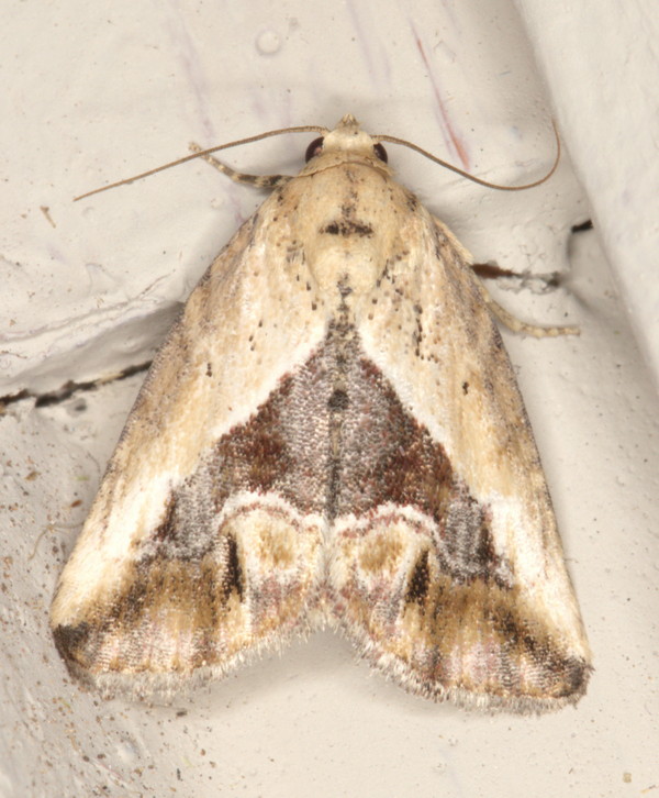 /filer/webapps/moths/media/images/C/caffristis_Maliattha_A_Heyns_01.jpg