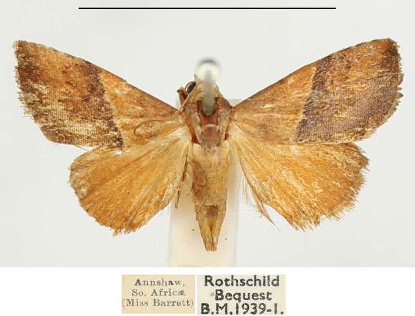 /filer/webapps/moths/media/images/C/caffrorum_Eublemma_AF_BMNH.jpg