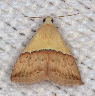 /filer/webapps/moths/media/images/C/caffrorum_Eublemma_A_Heyns_02.jpg