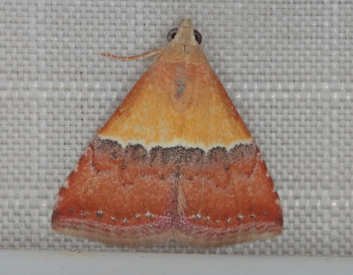/filer/webapps/moths/media/images/C/caffrorum_Eublemma_A_Heyns_03.JPG