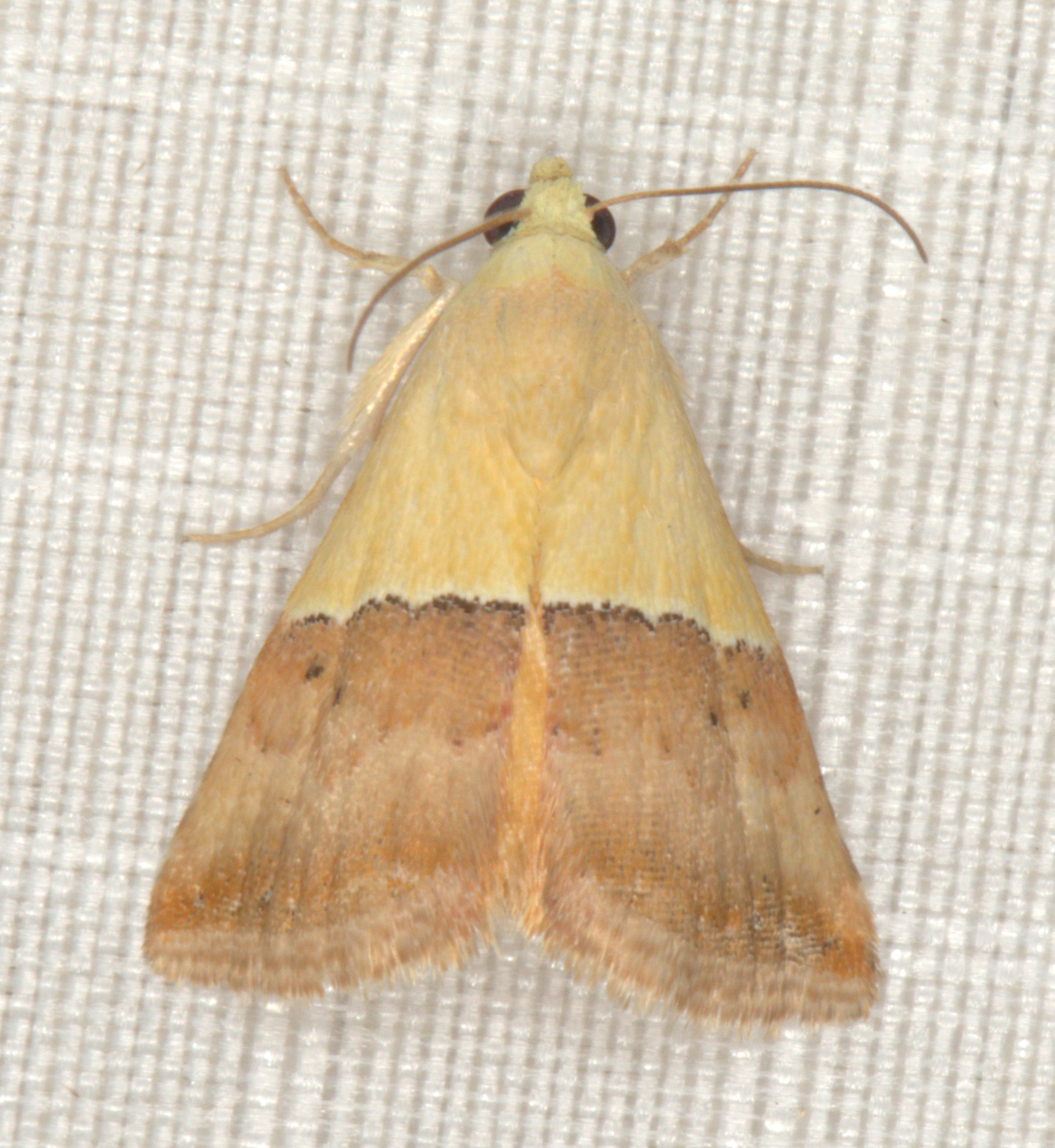 /filer/webapps/moths/media/images/C/caffrorum_Eublemma_A_Heyns_11.jpg