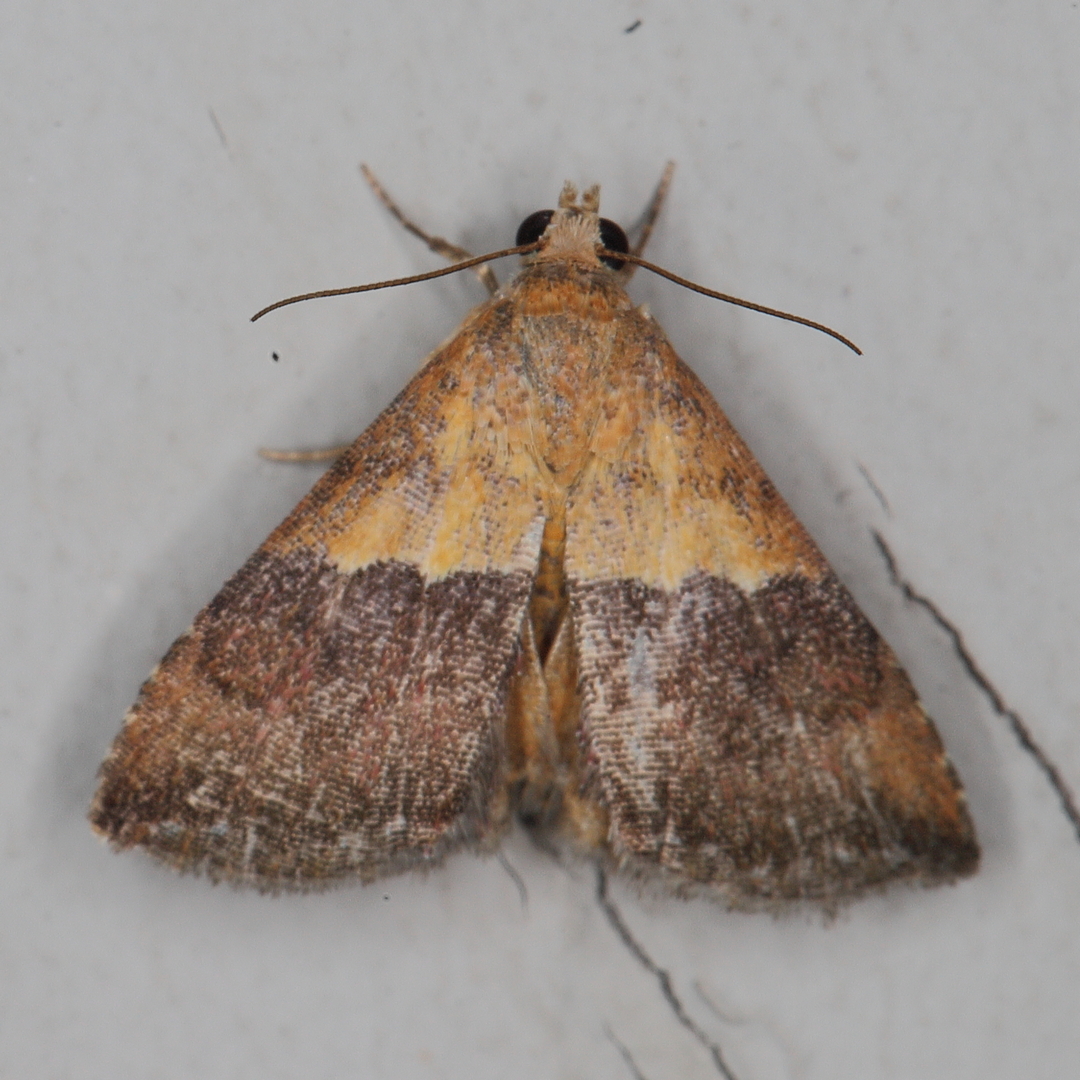 /filer/webapps/moths/media/images/C/caffrorum_Eublemma_A_Heyns_12.JPG