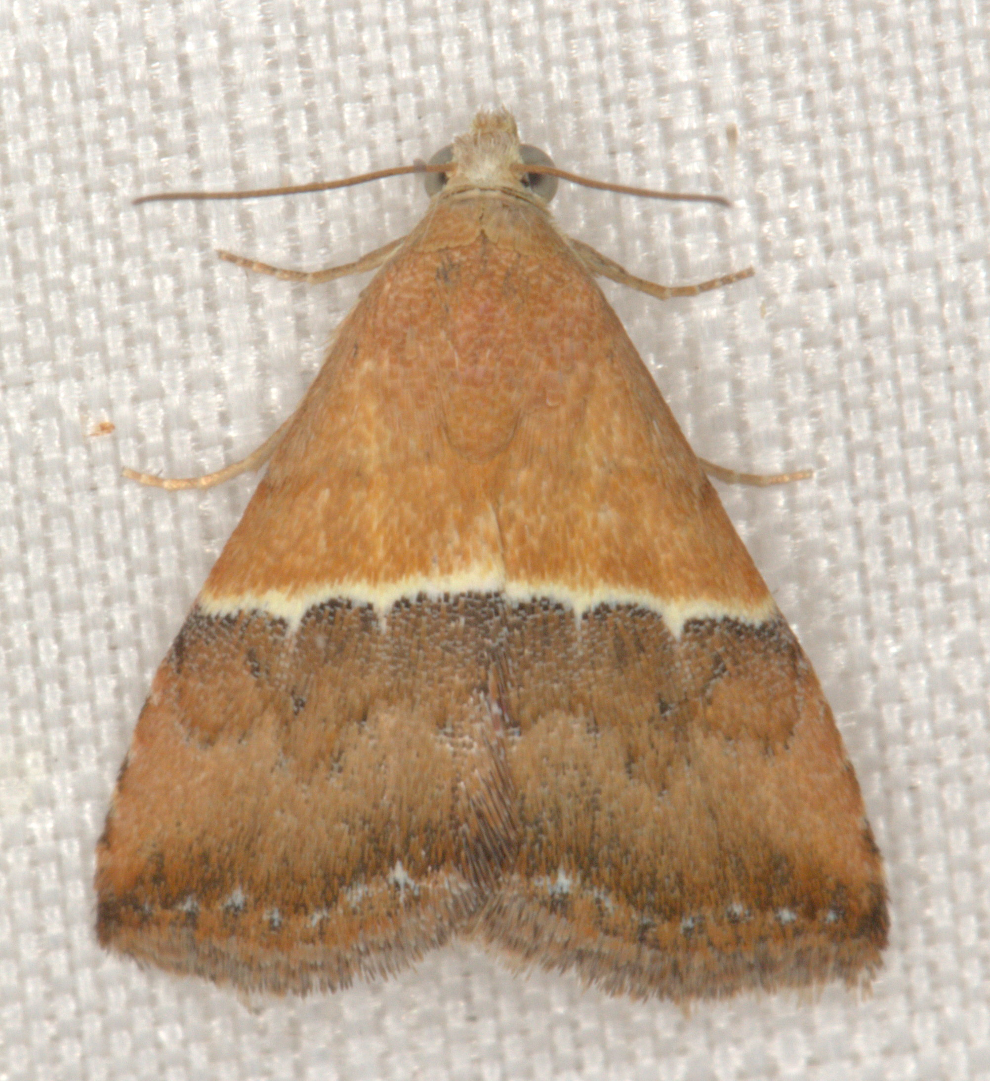 /filer/webapps/moths/media/images/C/caffrorum_Eublemma_A_Heyns_13.jpg