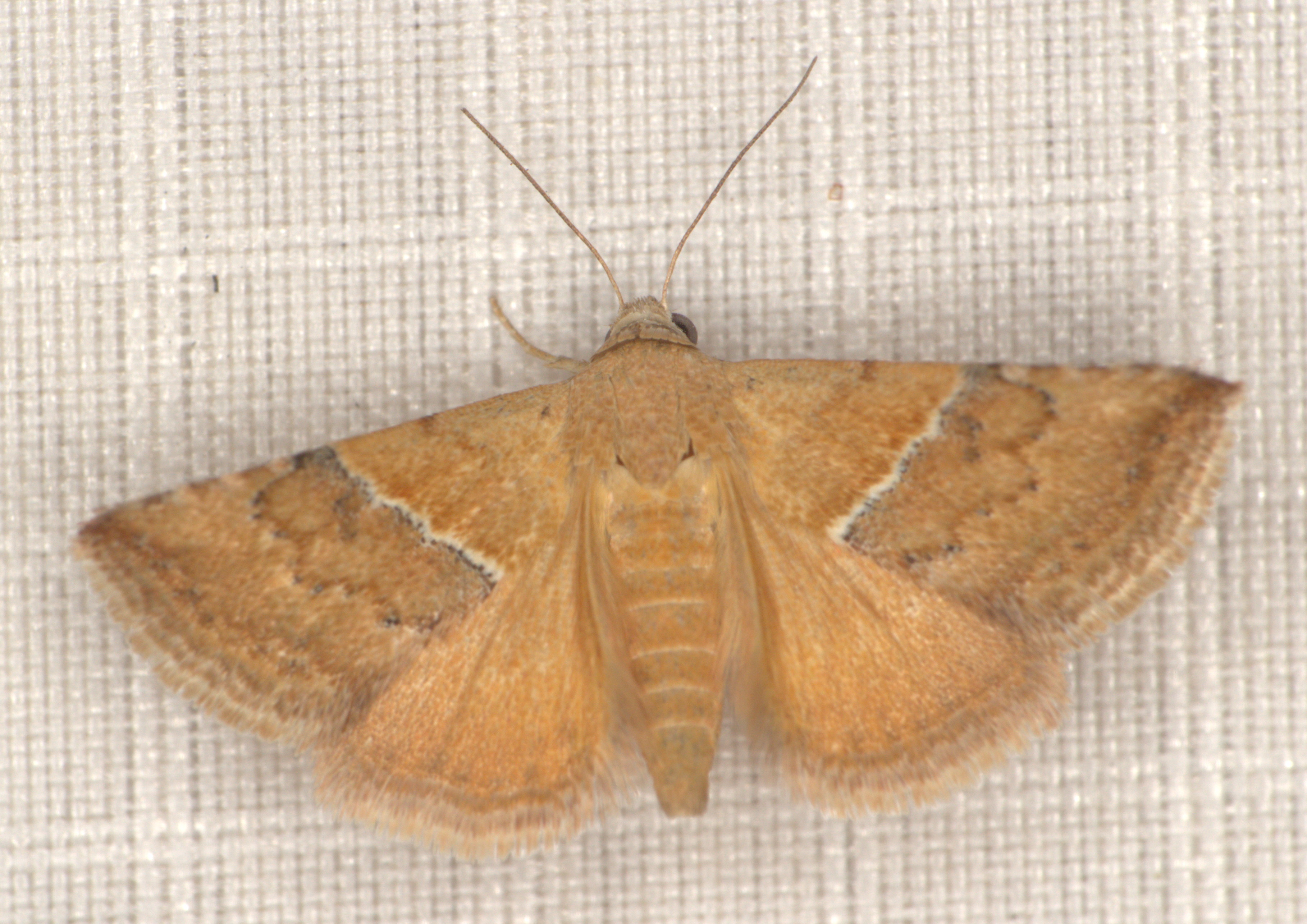 /filer/webapps/moths/media/images/C/caffrorum_Eublemma_A_Heyns_14.jpg