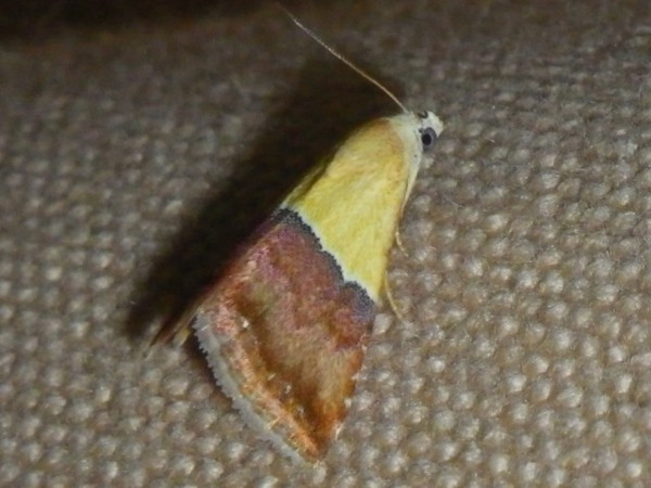 /filer/webapps/moths/media/images/C/caffrorum_Eublemma_A_Liebenberg.jpg