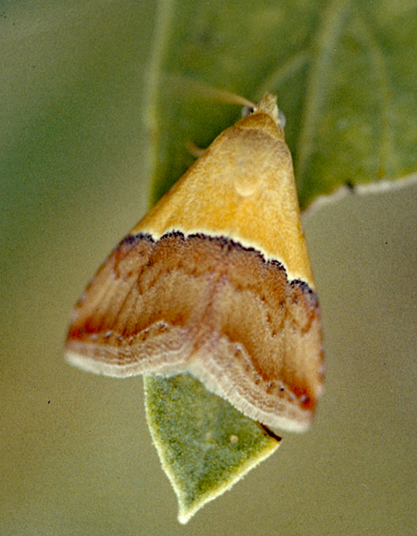 /filer/webapps/moths/media/images/C/caffrorum_Eublemma_A_Roland_01.jpg