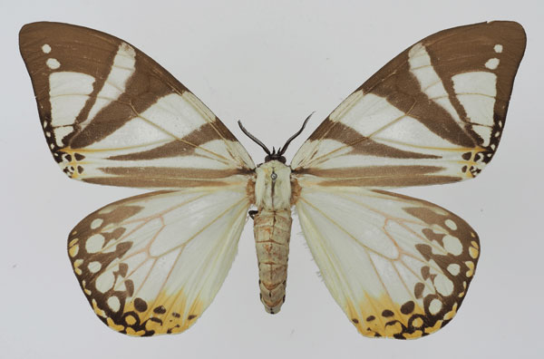 /filer/webapps/moths/media/images/C/cafra_Otroeda_AF_Basquina.jpg