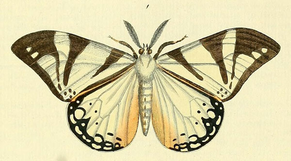 /filer/webapps/moths/media/images/C/cafra_Otroeda_Drury3_5_1.jpg