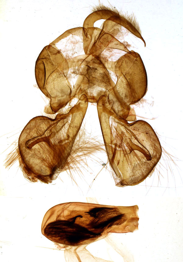 /filer/webapps/moths/media/images/C/cailloisi_Apospasta_GMHT_MNHN_1186.jpg