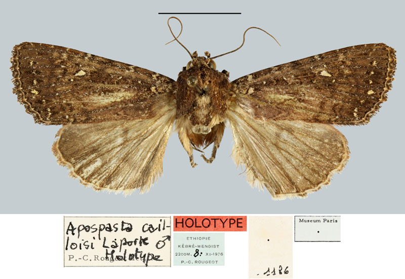 /filer/webapps/moths/media/images/C/cailloisi_Apospasta_HT_MNHN.jpg