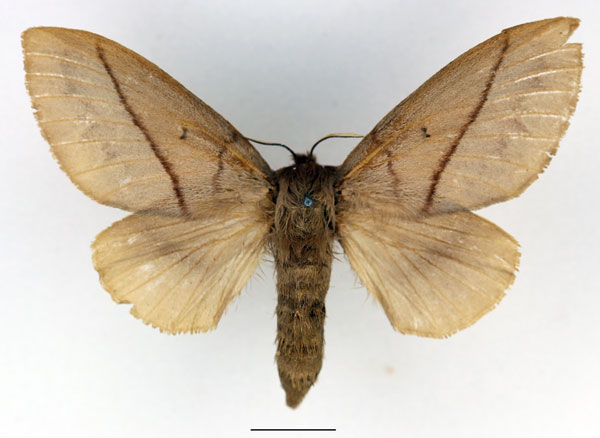/filer/webapps/moths/media/images/C/cajani_Borocera_AF_Basquin_01.jpg