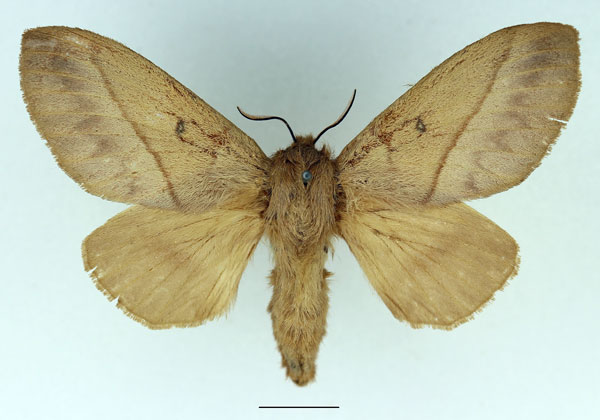 /filer/webapps/moths/media/images/C/cajani_Borocera_AF_Basquin_02.jpg