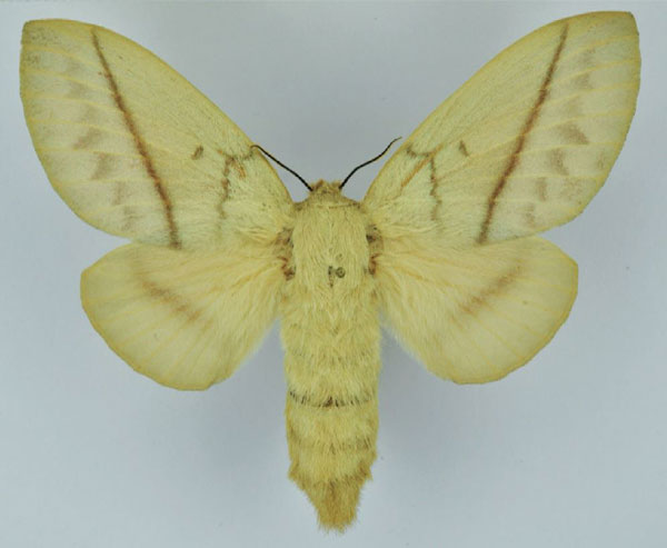 /filer/webapps/moths/media/images/C/cajani_Borocera_AF_Ihle_01.jpg