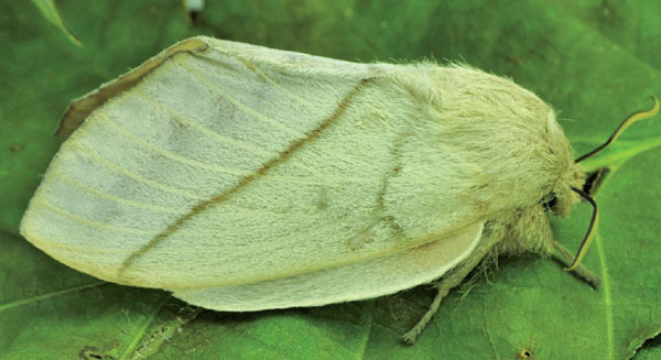 /filer/webapps/moths/media/images/C/cajani_Borocera_AF_Ihle_02.jpg