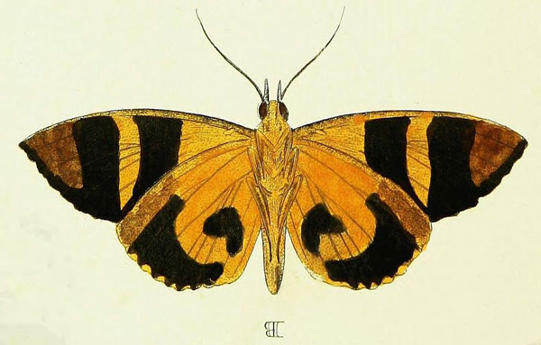 /filer/webapps/moths/media/images/C/cajeta_Eudocima_Cramer1_30_B.jpg