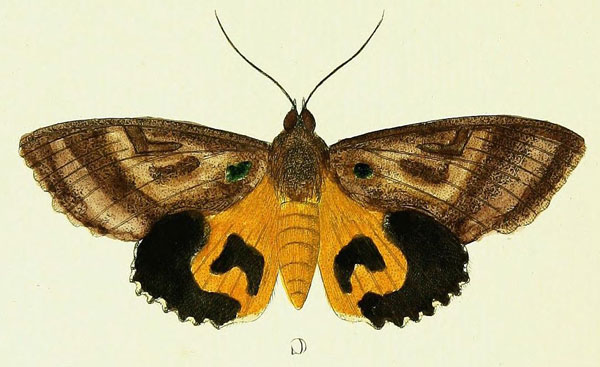 /filer/webapps/moths/media/images/C/cajeta_Eudocima_Cramer1_30_C.jpg