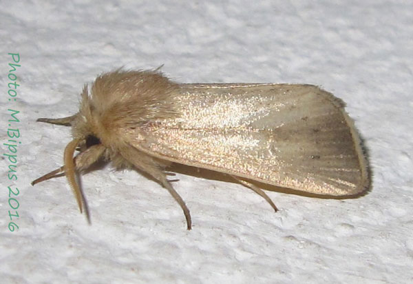 /filer/webapps/moths/media/images/C/calamistis_Sesamia_AM_Bippus_01.jpg