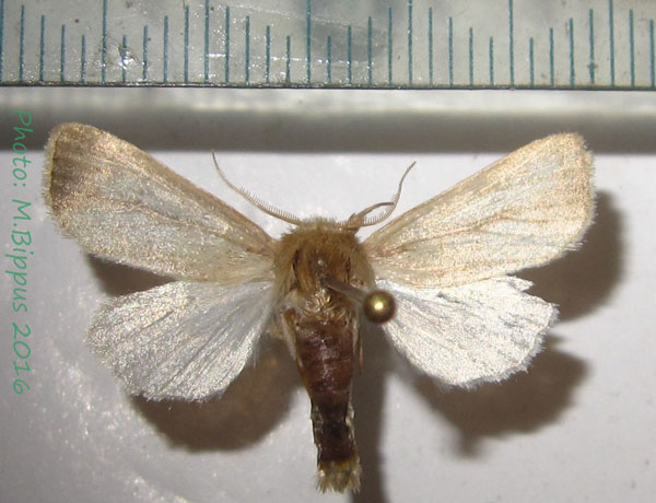 /filer/webapps/moths/media/images/C/calamistis_Sesamia_AM_Bippus_02.jpg