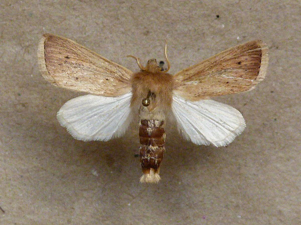 /filer/webapps/moths/media/images/C/calamistis_Sesamia_A_Butler.jpg