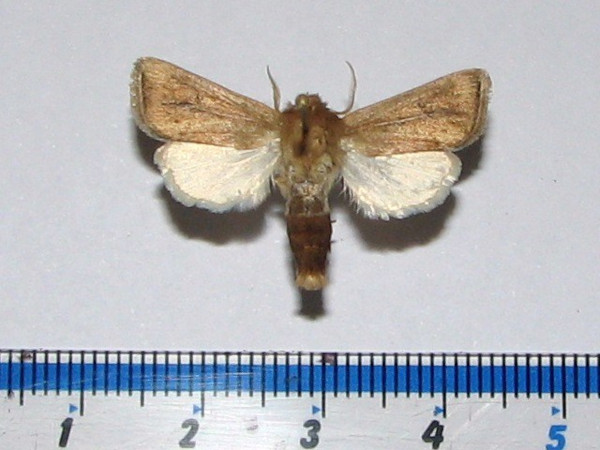 /filer/webapps/moths/media/images/C/calamistis_Sesamia_A_Goff.jpg
