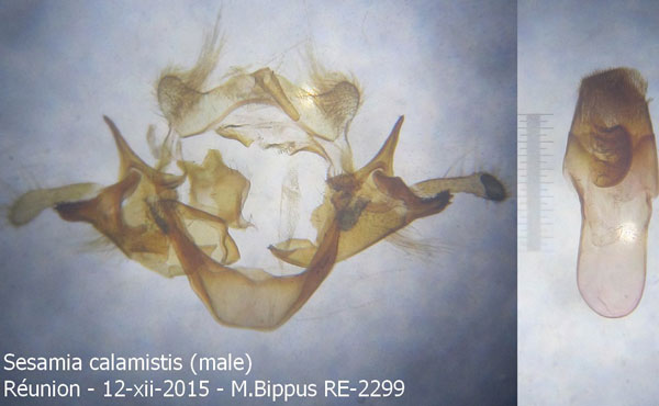 /filer/webapps/moths/media/images/C/calamistis_Sesamia_GM_Bippus.jpg