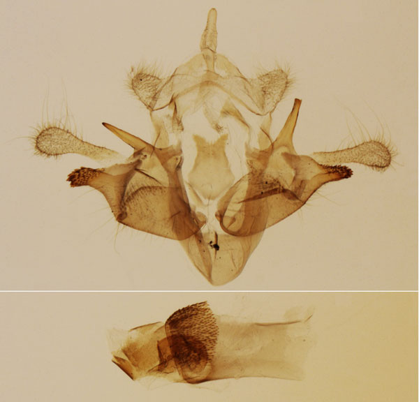 /filer/webapps/moths/media/images/C/calamistis_Sesamia_GM_MNHN_36.jpg