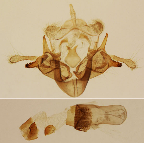 /filer/webapps/moths/media/images/C/calamistis_Sesamia_GM_MNHN_42.jpg